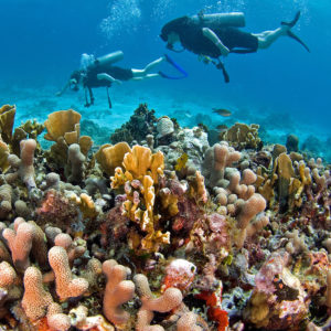 arrecifes de coral en la riviera maya