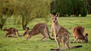 canguros en australia