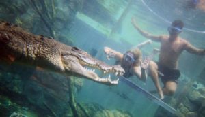 nadar con cocodrilos